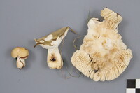 Russula aeruginea image